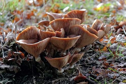 Vennenbos (22)